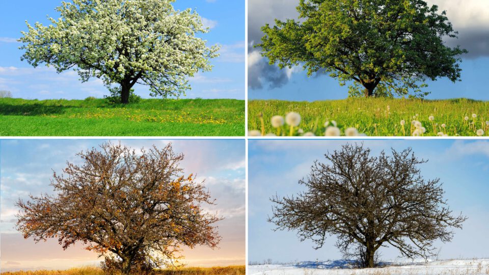 Baustellen Zeitraffer über Jahre. Baum zu den vier Jahreszeiten.