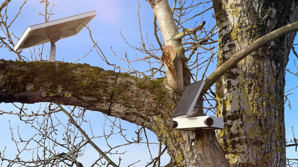 Baustellen Überwachung Kamera in einem Baum für Videoüberwachung auf Baustellen.